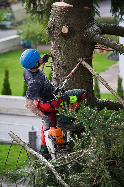 How Our Tree Care Process Works  in Lely, FL